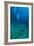 Scuba Diving-Matthew Oldfield-Framed Photographic Print