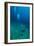 Scuba Diving-Matthew Oldfield-Framed Photographic Print