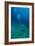 Scuba Diving-Matthew Oldfield-Framed Photographic Print