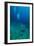 Scuba Diving-Matthew Oldfield-Framed Photographic Print