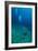 Scuba Diving-Matthew Oldfield-Framed Photographic Print