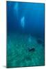 Scuba Diving-Matthew Oldfield-Mounted Photographic Print