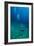 Scuba Diving-Matthew Oldfield-Framed Photographic Print