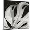 Sculpted Leaf, Hawaii, 1979 (silver gelatin print)-Brett Weston-Mounted Photographic Print