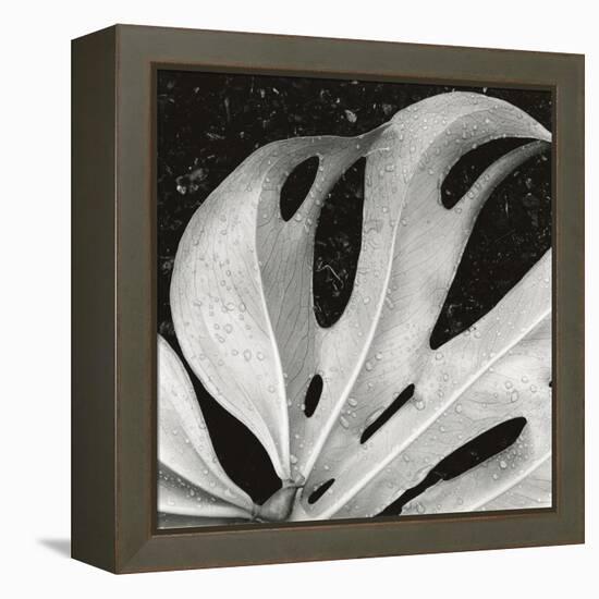 Sculpted Leaf, Hawaii, 1979 (silver gelatin print)-Brett Weston-Framed Premier Image Canvas