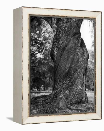 Sculptural Trunk of a Very Large Oak Tree-Alfred Eisenstaedt-Framed Premier Image Canvas