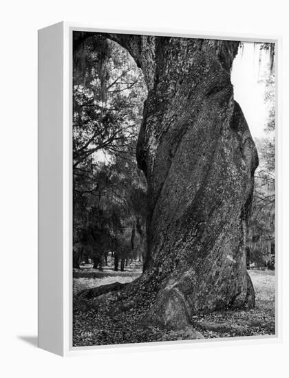 Sculptural Trunk of a Very Large Oak Tree-Alfred Eisenstaedt-Framed Premier Image Canvas