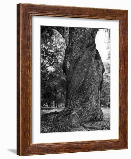 Sculptural Trunk of a Very Large Oak Tree-Alfred Eisenstaedt-Framed Photographic Print