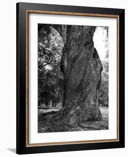 Sculptural Trunk of a Very Large Oak Tree-Alfred Eisenstaedt-Framed Photographic Print