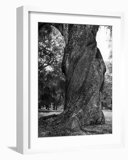 Sculptural Trunk of a Very Large Oak Tree-Alfred Eisenstaedt-Framed Photographic Print