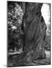Sculptural Trunk of a Very Large Oak Tree-Alfred Eisenstaedt-Mounted Photographic Print