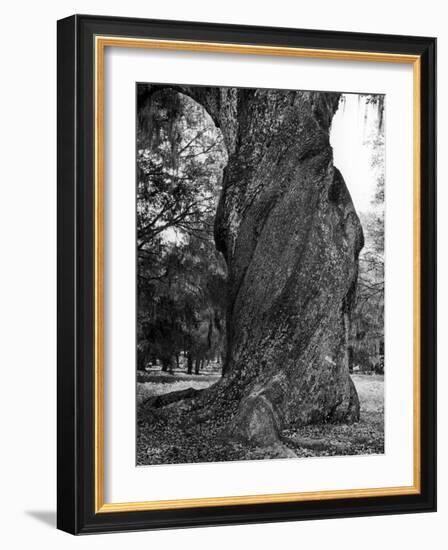 Sculptural Trunk of a Very Large Oak Tree-Alfred Eisenstaedt-Framed Photographic Print