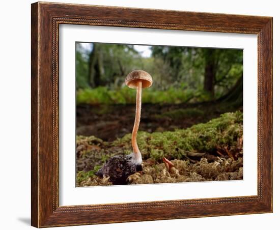 Scurfy twiglet mushroom growing from Beech, New Forest-Nick Upton-Framed Photographic Print