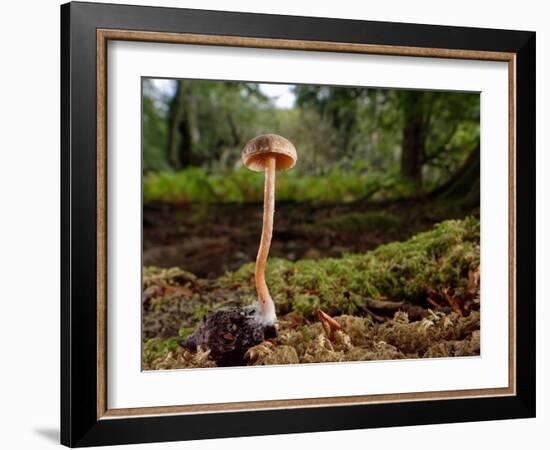 Scurfy twiglet mushroom growing from Beech, New Forest-Nick Upton-Framed Photographic Print