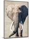 Premium Photographic Print