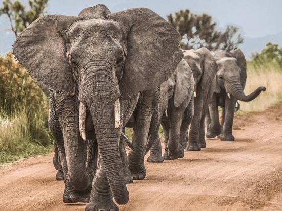 Photographic Print, , large