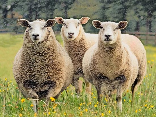 Photographic Print, , large