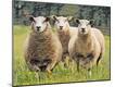 Premium Photographic Print