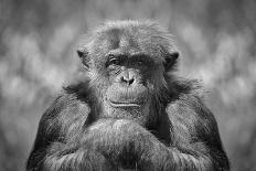 Chimp-SD Smart-Framed Photographic Print