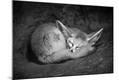 Photographic Print