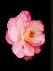 Premium Photographic Print