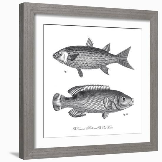 Sea and River Fish I-The Chelsea Collection-Framed Giclee Print