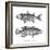 Sea and River Fish I-The Chelsea Collection-Framed Giclee Print