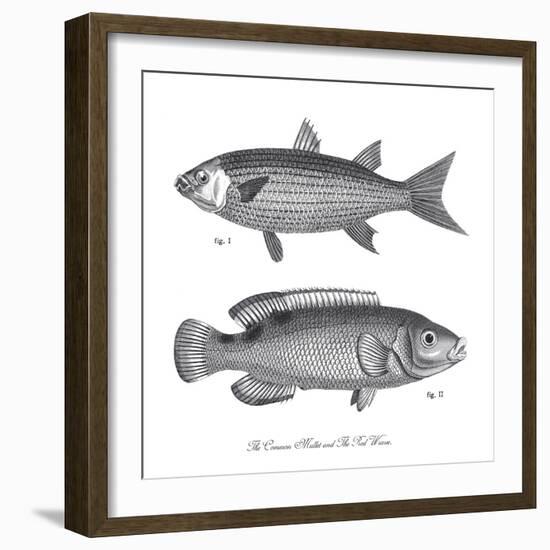 Sea and River Fish I-The Chelsea Collection-Framed Giclee Print