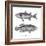 Sea and River Fish I-The Chelsea Collection-Framed Giclee Print