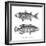 Sea and River Fish I-The Chelsea Collection-Framed Giclee Print