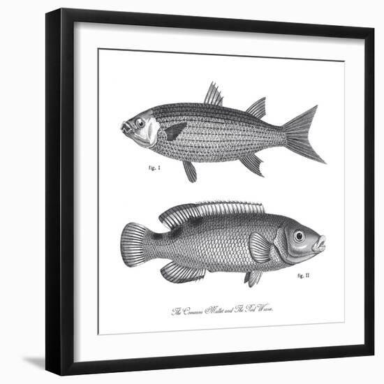 Sea and River Fish I-The Chelsea Collection-Framed Giclee Print