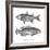 Sea and River Fish I-The Chelsea Collection-Framed Giclee Print