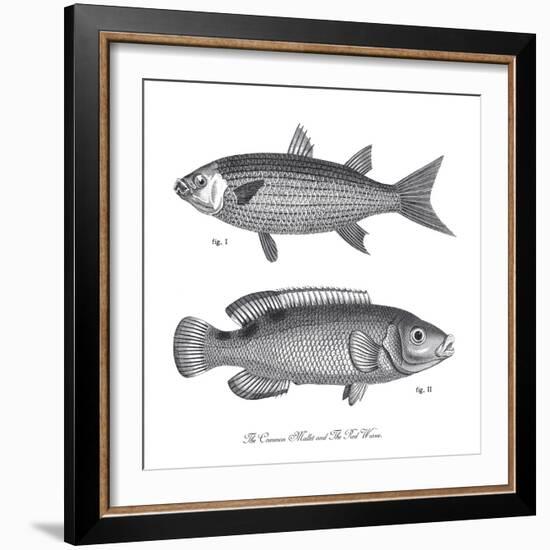 Sea and River Fish I-The Chelsea Collection-Framed Giclee Print