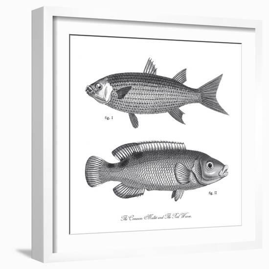 Sea and River Fish I-The Chelsea Collection-Framed Giclee Print