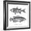 Sea and River Fish I-The Chelsea Collection-Framed Giclee Print