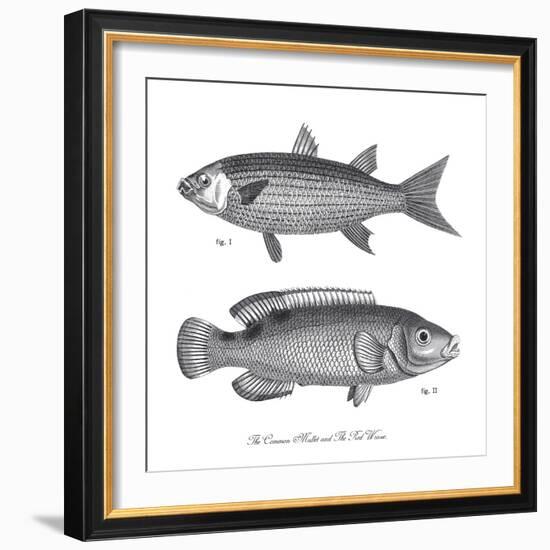 Sea and River Fish I-The Chelsea Collection-Framed Giclee Print