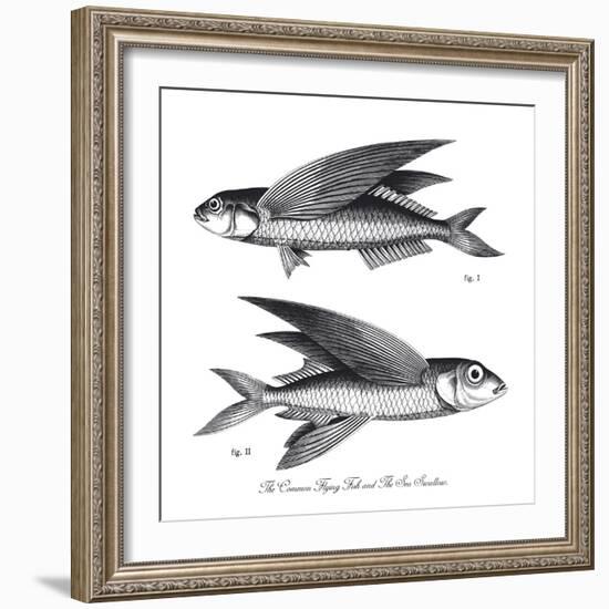 Sea and River Fish II-The Chelsea Collection-Framed Giclee Print