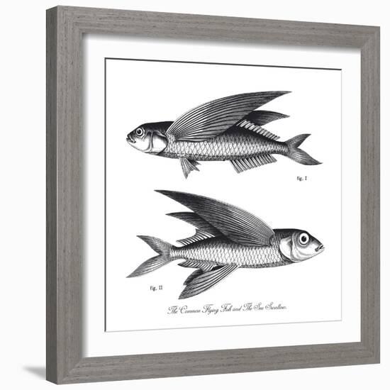 Sea and River Fish II-The Chelsea Collection-Framed Giclee Print