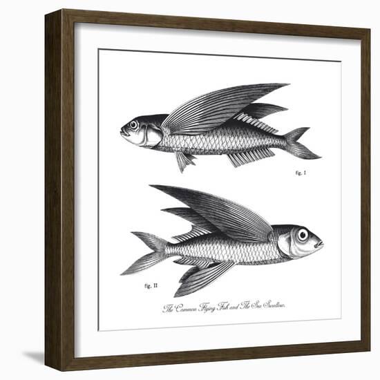 Sea and River Fish II-The Chelsea Collection-Framed Giclee Print