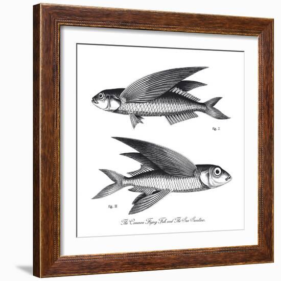 Sea and River Fish II-The Chelsea Collection-Framed Giclee Print