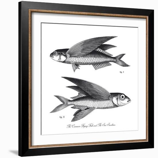 Sea and River Fish II-The Chelsea Collection-Framed Giclee Print