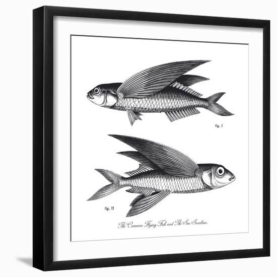 Sea and River Fish II-The Chelsea Collection-Framed Giclee Print