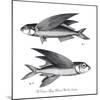 Sea and River Fish II-The Chelsea Collection-Mounted Giclee Print