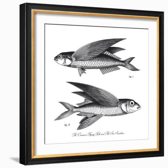 Sea and River Fish II-The Chelsea Collection-Framed Giclee Print