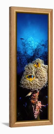 Sea Anemone and Allard's Anemonefish in the Ocean-null-Framed Premier Image Canvas