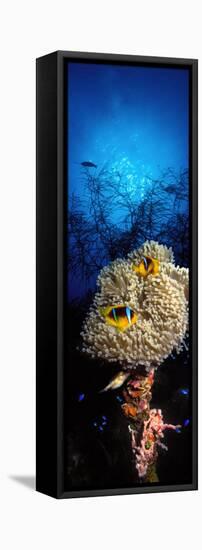 Sea Anemone and Allard's Anemonefish in the Ocean-null-Framed Premier Image Canvas