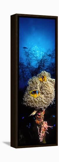 Sea Anemone and Allard's Anemonefish in the Ocean-null-Framed Premier Image Canvas