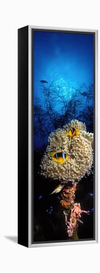 Sea Anemone and Allard's Anemonefish in the Ocean-null-Framed Premier Image Canvas