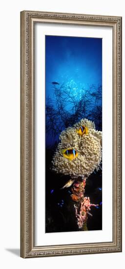 Sea Anemone and Allard's Anemonefish in the Ocean-null-Framed Photographic Print