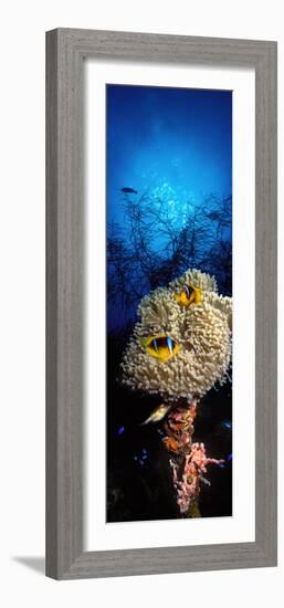 Sea Anemone and Allard's Anemonefish in the Ocean-null-Framed Photographic Print